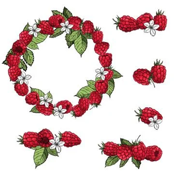  Raspberry.  Vector sketch illustration Stock Illustration