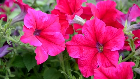 Raspberry verbena flower on top on Sunny day Stock Footage 131236832