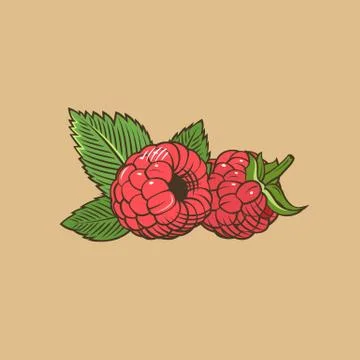Raspberry in vintage style. Colored vector illustration Illustrazione stock
