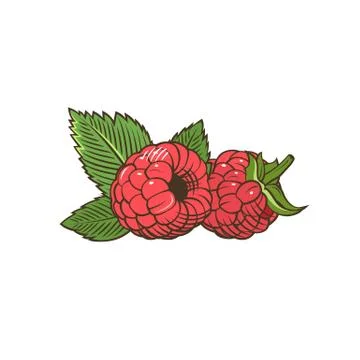 Raspberry in vintage style Stock Illustration