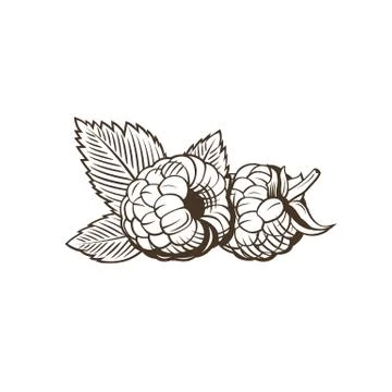 Raspberry in vintage style Stock Illustration
