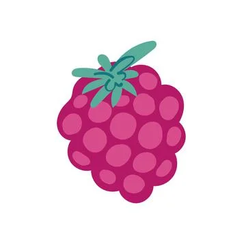 Raspberry on white background vector illustration Stock Illustration