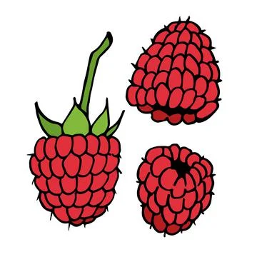 Raspberry on white background. Vector image. Stock Illustration