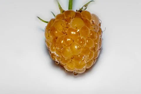 Raspberry yellow or rubus idaeus Stock Photos