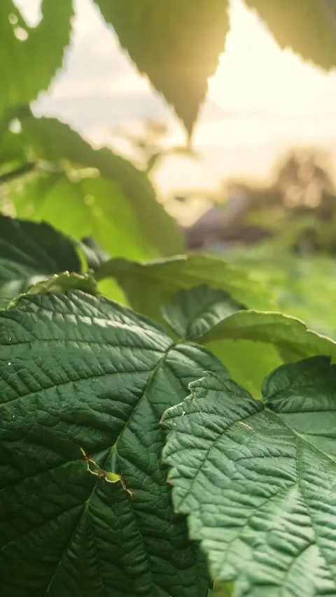 Raspberry2 Video stock 281306436