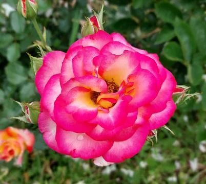 Raspberry_Rose Stock Photos