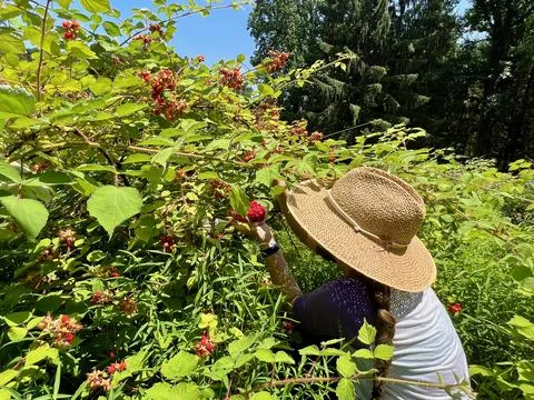 RaspberryPicking Stock Photos