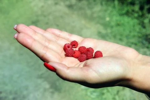 Raspberry's in hand. Stock Photos
