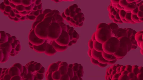 Raspbery 库存影片 170623770