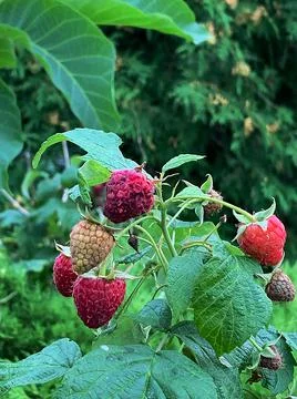 Raspeberries on twig Stock Photos