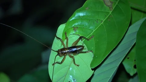 Raspy Cricket, Malaysia Stockbeeldmateriaal 130162095