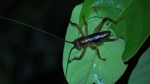 Raspy Cricket, Malaysia Stockbeeldmateriaal 130162099