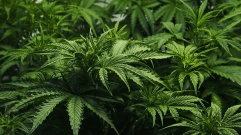 Rasterized herbal cannabis leafs, hemp cultivation at home, legal system Stock Footage 247573077