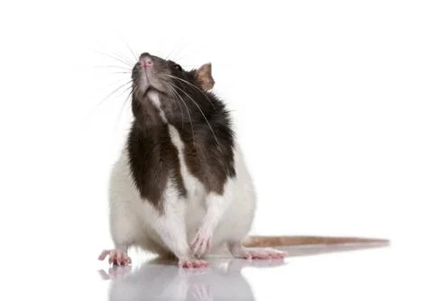 Rat, 1 year old, standing in front of a white background, studio Stockfoto's