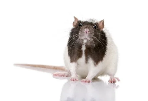 Rat, 1 year old, standing in front of a white background, studio 库存照片
