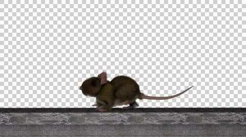 Rat 3D Model Lower Thrid With Alpha Channel Stock Footage 42683509