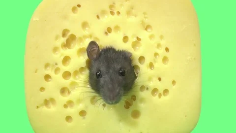 Rat and cheese on a green screen, close-up Stockbeeldmateriaal 81968267