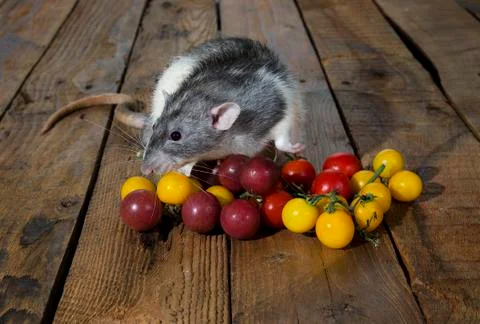 Rat and cherry tomatoes. Stock Photos