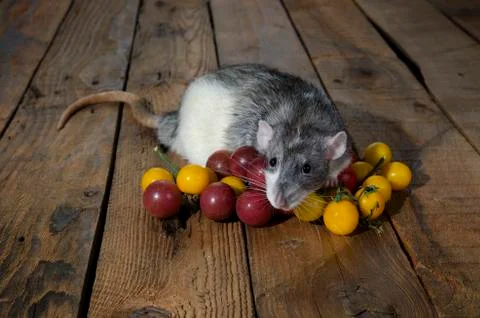 Rat and cherry tomatoes. Stock Photos