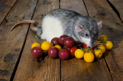 Rat and cherry tomatoes. Stock Photos