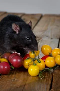 Rat and cherry tomatoes. Stock Photos