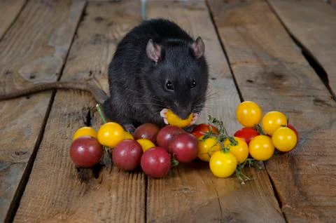 Rat and cherry tomatoes. Stock Photos