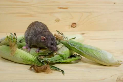 Rat and corn. Stock Photos