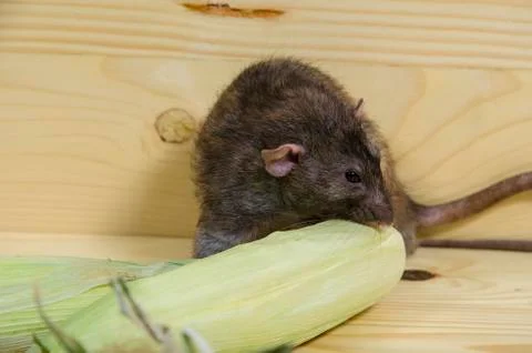 Rat and corn. Stock Photos
