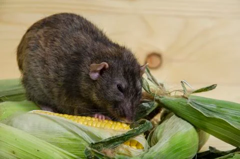 Rat and corn. Stock Photos
