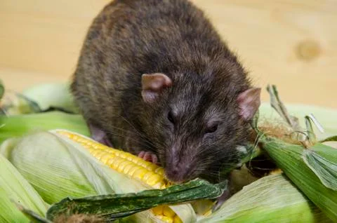 Rat and corn. Stock Photos
