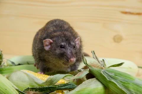 Rat and corn. Stock Photos