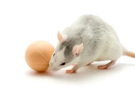 Rat and egg Stock Photos