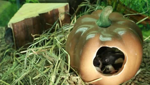 Rat and Her Children Stock Footage 11270058