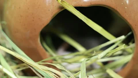 Rat and Her Children Stock Footage 11270072