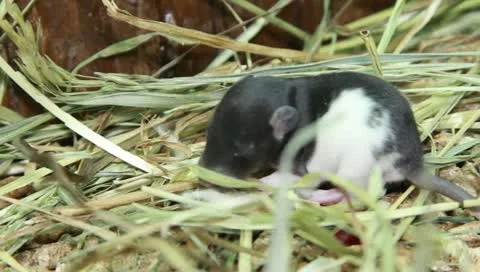 Rat and Her Children Stock Footage 11270075
