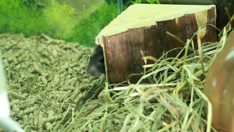 Rat and Her Children Stock Footage 11270076