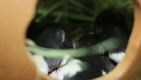 Rat and Her Children Stock Footage 11270079