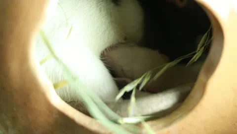 Rat and Her Children Stock Footage 11270155