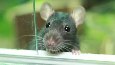 Rat and Her Children Stock Footage 11270159