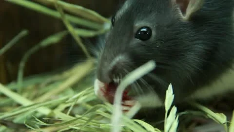Rat and Her Children Stock Footage 11270164