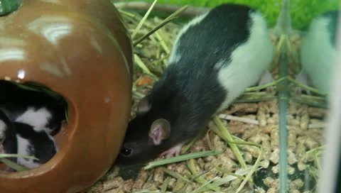 Rat and Her Children Stock Footage 11270253