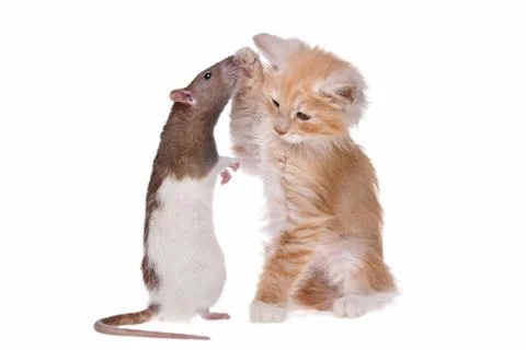 Rat and kitten Stock Photos