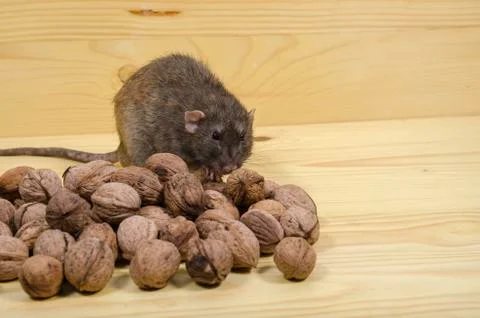 Rat and nuts. Stock Photos