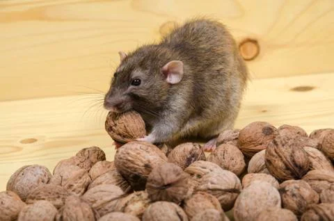 Rat and nuts. Stock Photos