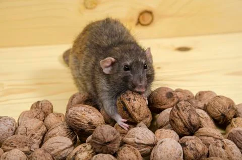 Rat and nuts. Stock Photos