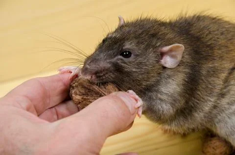 Rat and nuts. Stock Photos