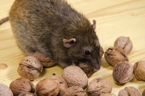 Rat and nuts. Foto stock