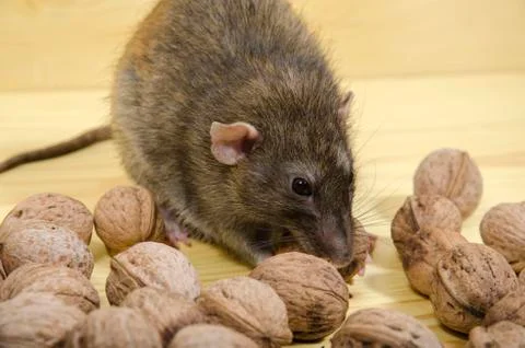Rat and nuts. Stock Photos