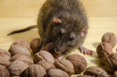 Rat and nuts. Stock Photos