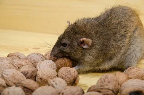 Rat and nuts. Stock Photos